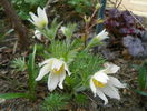 pulsatilla vulgaris