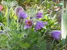 pulsatilla vulgaris