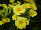 Primula polyanthus Yellow (2015, Apr.14)