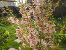 prunus incisa Oshidori