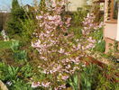 prunus incisa Oshidori