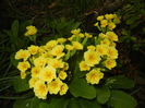 Primula polyanthus Yellow (2015, Apr.14)