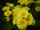 Primula polyanthus Yellow (2015, Apr.14)