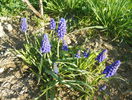 muscari