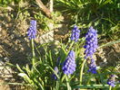 muscari