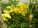 Primula polyanthus Yellow (2015, Apr.15)