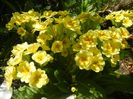 Primula polyanthus Yellow (2015, Apr.17)