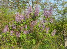 DSCN6077