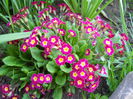 DSCN6081