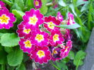 DSCN6082