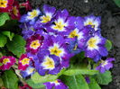 DSCN6087