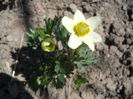 Anemone - light yellow
