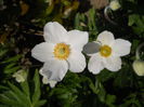 Anemone - white