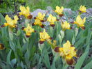 Iris - Autumn embers?