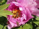 Tree Peony