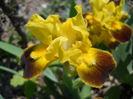 Iris - Autumn embers?