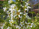 Xanthoceras sorbifolium
