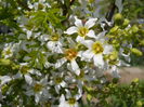 Xanthoceras sorbifolium