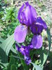 Iris - wild collected (Vadu Crisului)