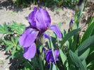 Iris - wild collected  (Vadu Crisului)
