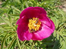Peony 1 (from seeds, BG Cluj)