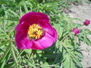 Peony 1 (from seeds, BG Cluj)
