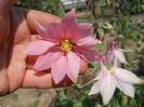Aquilegia