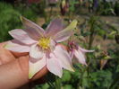 Aquilegia