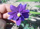 Aquilegia