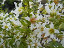Xanthoceras sorbifolium