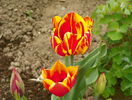 26 apr. 099