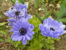 anemone Lord Lieutenant