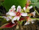 bergenia Silberlicht