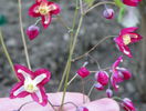 epimedium rubrum