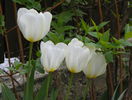 tulipa Purissima