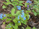 brunnera macrophyla
