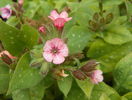 pulmonaria Dora Bielefeld