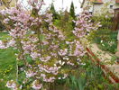 prunus incisa Oshidori