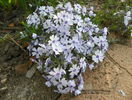 phlox subulata Bavaria