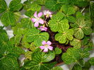 DSC00375