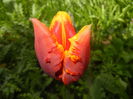 Tulipa Bright Parrot (2015, April 19)