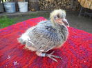 F JAN AARDEN-MARTHA VAN GEEL 0967114-2015