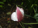 Tulipa Peppermint Stick (2015, April 19)