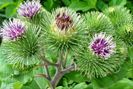 Brusturele (Arctium lappa)