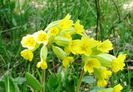 Ciubotica cucului ( Primula officinalis )