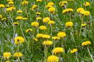 Papadia ( Taraxacum officinale )