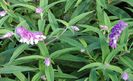 Salvia (salvia officinalis)