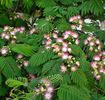 Arborele de matase ( Albizia julibrissin )