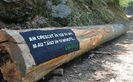 studiu Greenpeace-RO