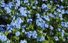 26 aprilie,myosotis